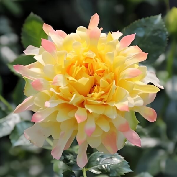 Fireworks Ruffles Rose