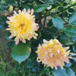 Fireworks Ruffles Rose