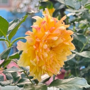 Fireworks Ruffles Rose