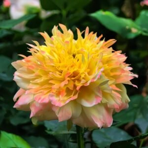 Fireworks Ruffles Rose