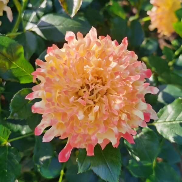 Fireworks Ruffles Rose