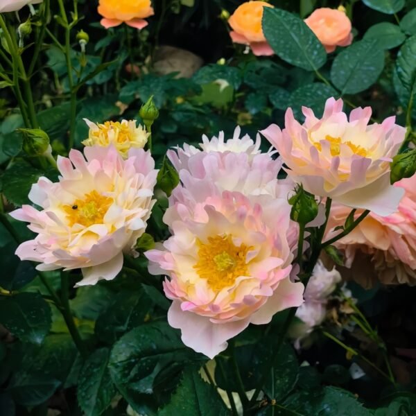 Fireworks Ruffles Rose