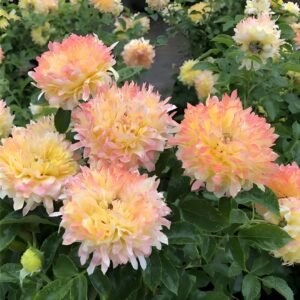 Fireworks Ruffles Rose