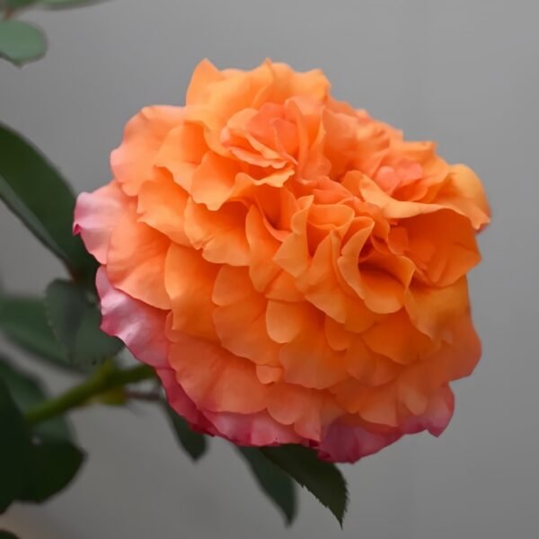 Free Spirit Rose