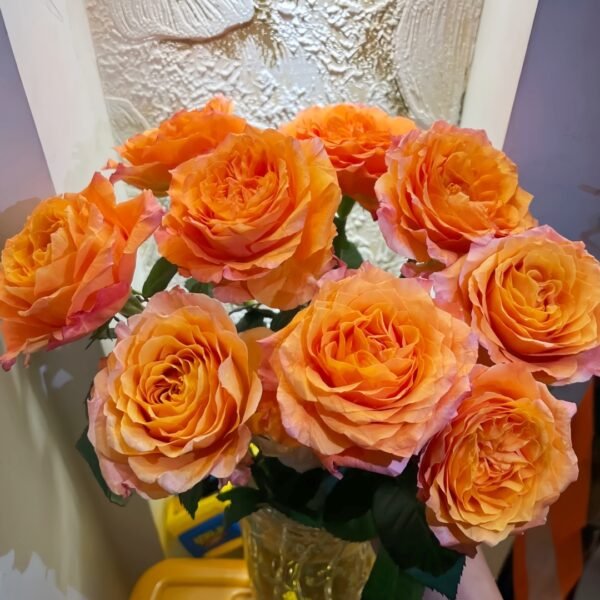 Free Spirit Rose