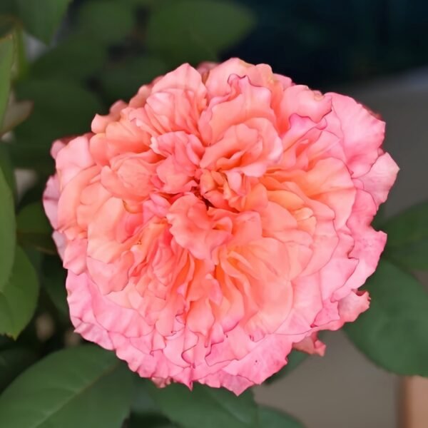 Free Spirit Rose