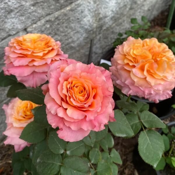 Free Spirit Rose