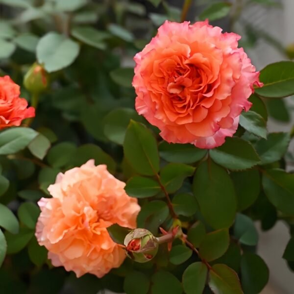 Free Spirit Rose