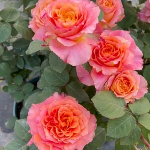 Free Spirit Rose