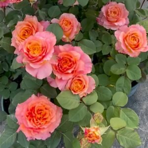 Free Spirit Rose