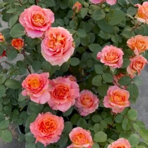 Free Spirit Rose
