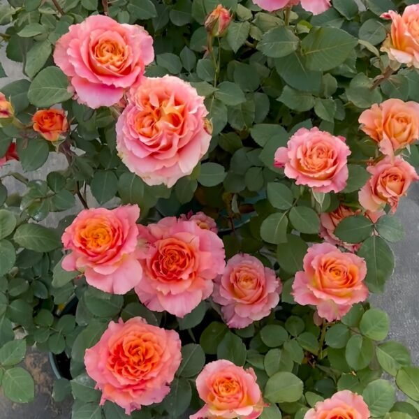 Free Spirit Rose