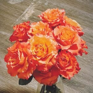 Free Spirit Rose