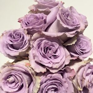Grey Knights Rose Plant｜灰骑士 - 图片 10