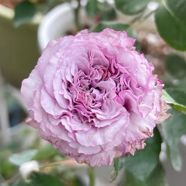 Ilias Rose