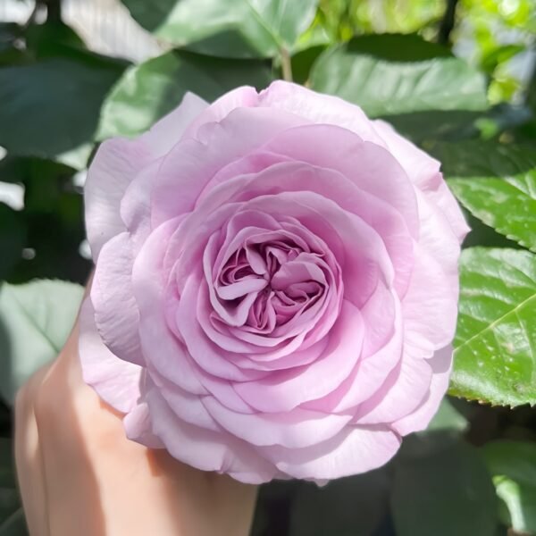 Ilias Rose