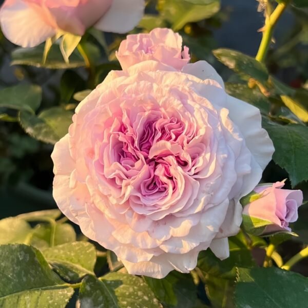 Ilias Rose