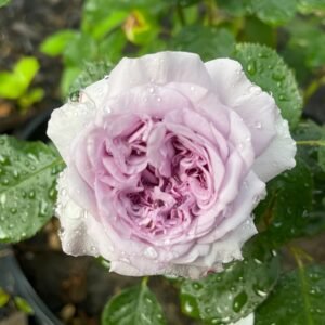 Ilias Rose