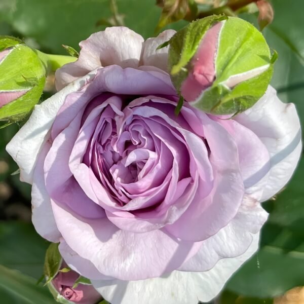 Ilias Rose