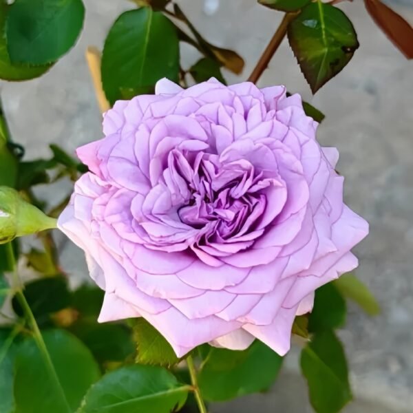 Ilias Rose