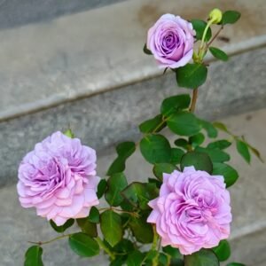 Ilias Rose