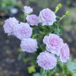 Ilias Rose