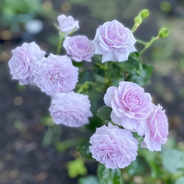 Ilias Rose