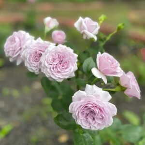 Ilias Rose