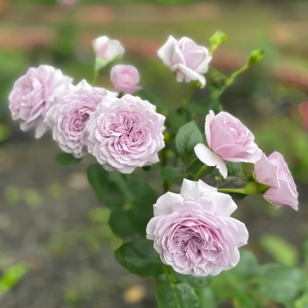 Ilias Rose