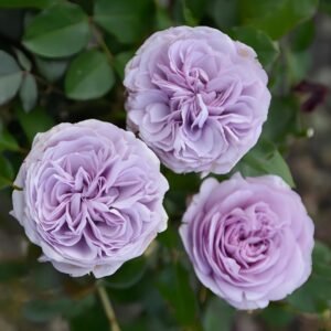 Ilias Rose