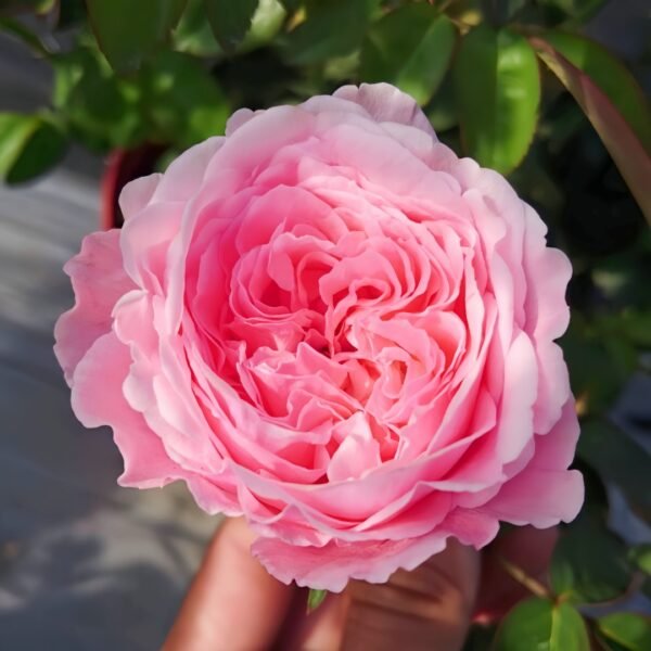 Iroha Rose