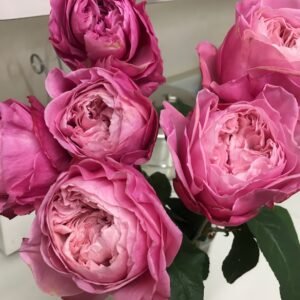 Iroha Rose Plant｜伊吕波 - 图片 3