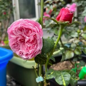 Iroha Rose Plant｜伊吕波 - 图片 4