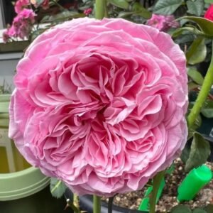 Iroha Rose Plant｜伊吕波 - 图片 5