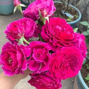 Japanese Ramukan Rose