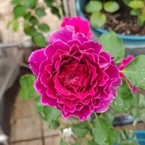 Japanese Ramukan Rose