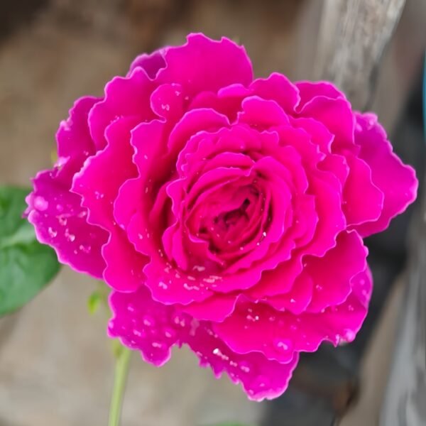 Japanese Ramukan Rose