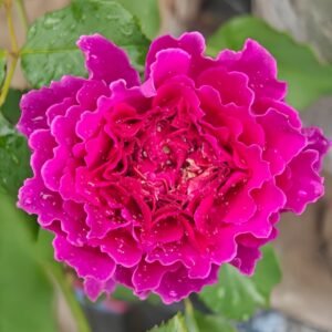 Japanese Ramukan Rose