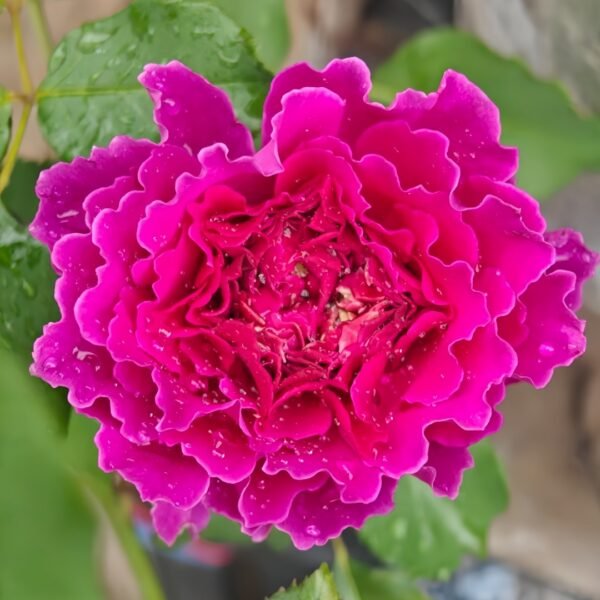 Japanese Ramukan Rose