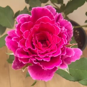 Japanese Ramukan Rose