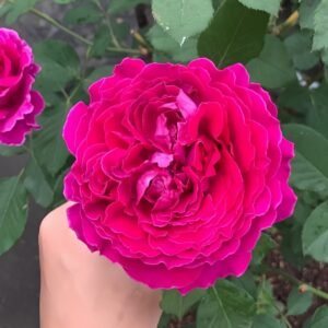 Japanese Ramukan Rose