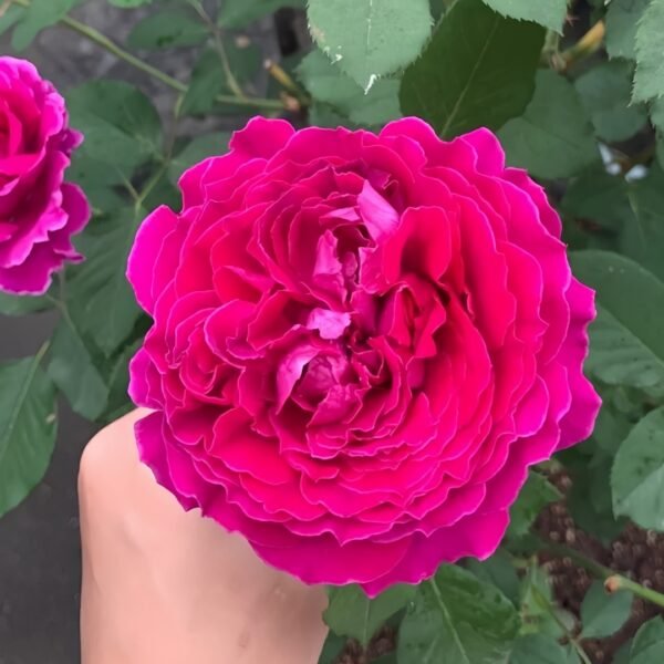 Japanese Ramukan Rose