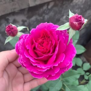 Japanese Ramukan Rose