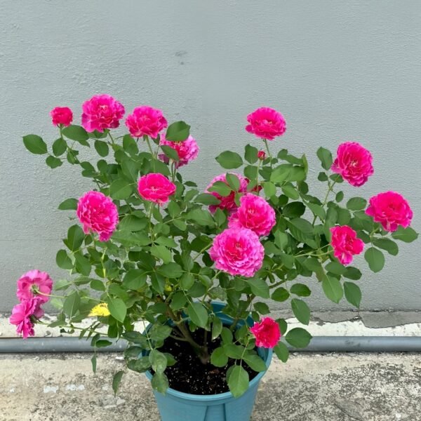 Japanese Ramukan Rose