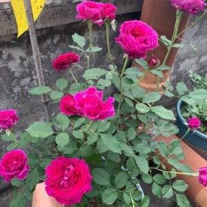 Japanese Ramukan Rose