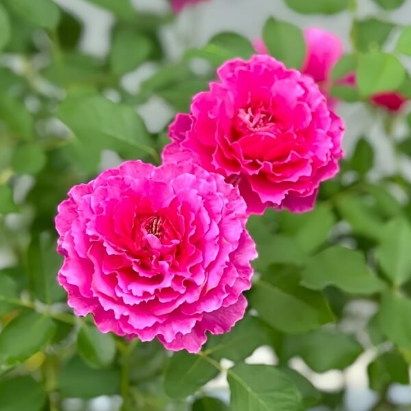 Japanese Ramukan Rose