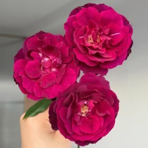 Louis XIV Rose