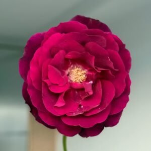Louis XIV Rose