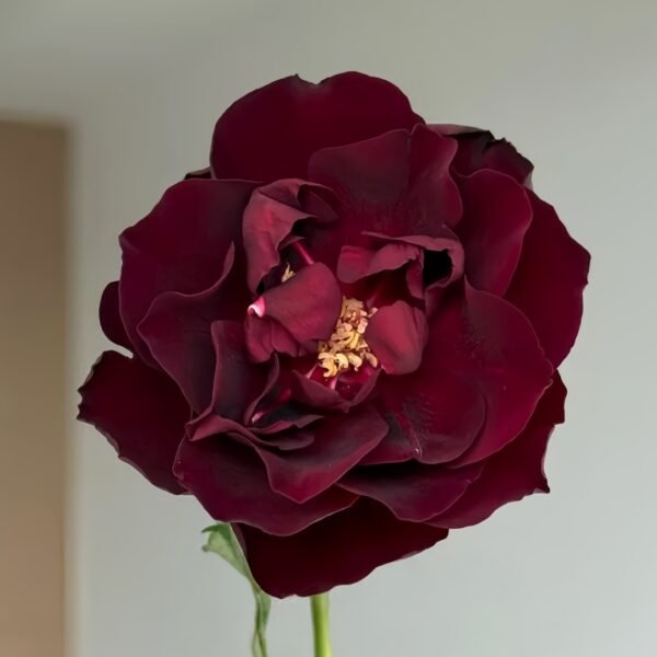 Louis XIV Rose