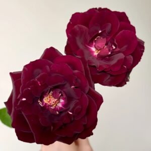 Louis XIV Rose